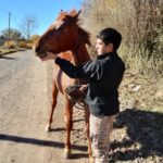 Cipolletti: secuestran un caballo suelto en zona rural por falta de identificación