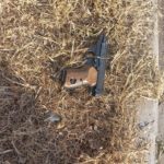 Policía recupera un arma de fuego en Roca