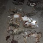 San Javier: tres hombres detenidos por caza ilegal y tenencia de arma