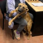La Policía recuperó una mascota que delincuentes sustrajeron durante un robo