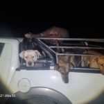 Infracción por caza ilegal en la zona rural de Conesa