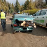 Personal policial e inspectores del Servicio Forestal secuestraron madera nativa talada ilegalmente