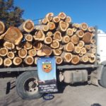Paso Córdoba: decomisan 10 toneladas de madera transportadas de manera irregular