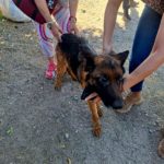 Policía rescató a una perra en situación de maltrato en Allen