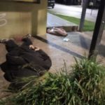 Delincuente detenido luego de amenazar y robarle la mochila a una joven